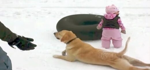 chien vedette neige