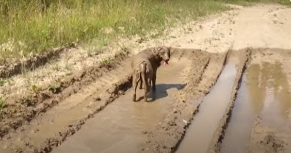chien bain boue