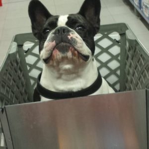 supermarché chien chariot