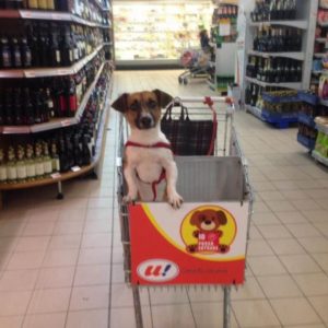 chiens chariots supermarché