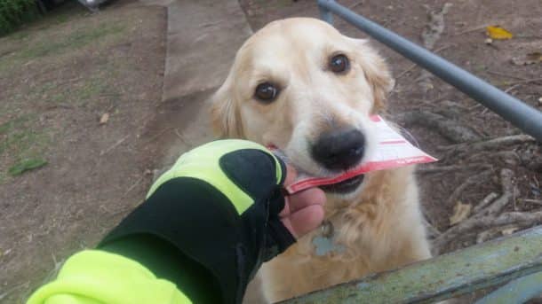 chien-courrier-facteur