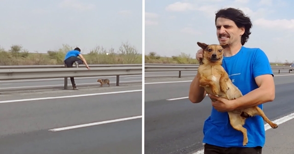 vétérinaire sauve un chien effrayé sur l'autoroute
