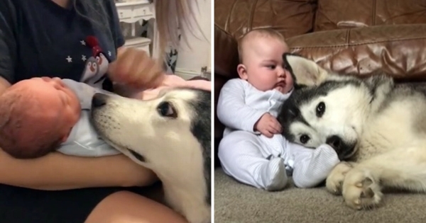 chien husky rencontre bébé