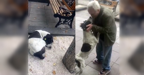 Après 3 Ans Derrance Ce Chien Retrouve Son Maître Des Retrouvailles émouvantes Top Retrievers 7194