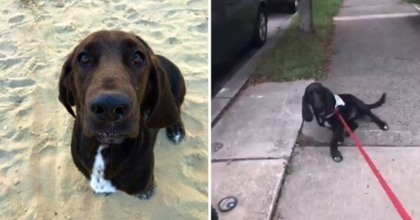 chien ne veut pas rentrer à la maison