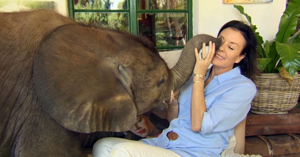 bébé éléphant suit femme à la maison