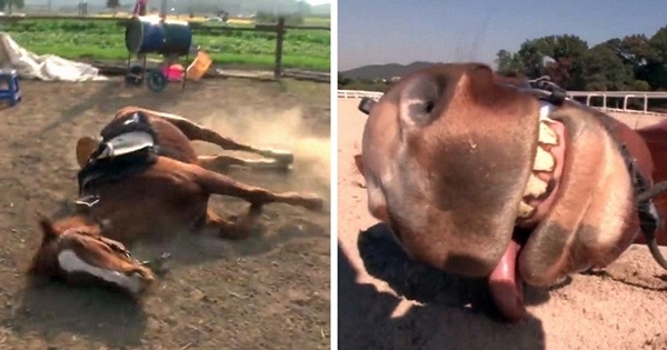 cheval ne veut pas que les gens montent sur son dos