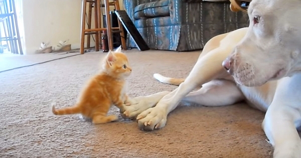 chien pitbull rencontre chaton pour la première fois