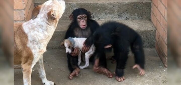 chien aidé par des chimpanzés