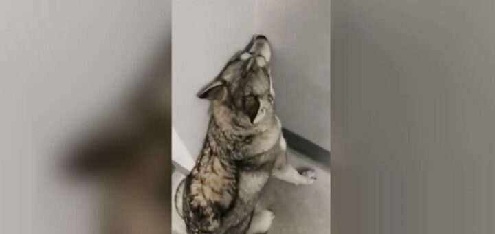 chien husky ne veut pas prendre les escaliers