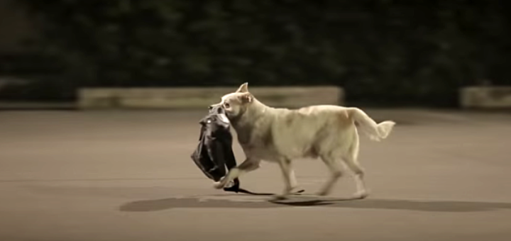 chien vole sac