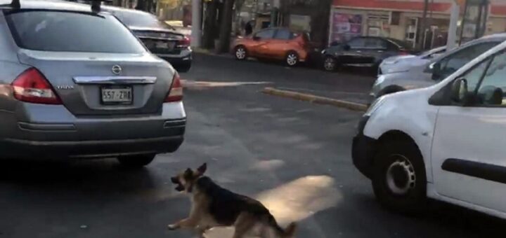 chien abandonné court derriere voiture