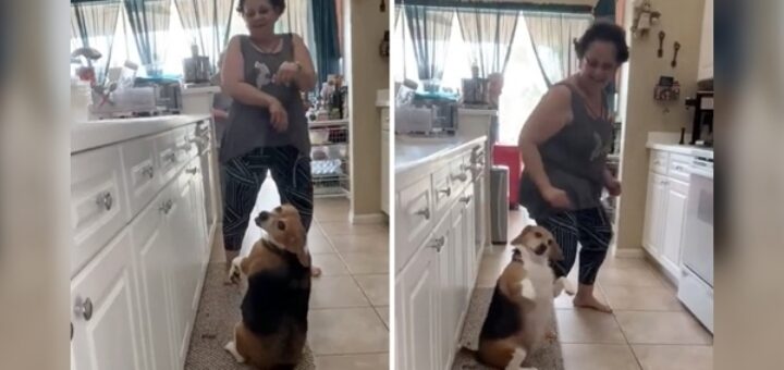 chien beagle danse reggeaton