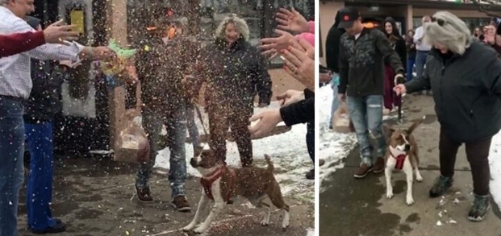 chien liberte refuge 500 jours après