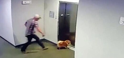 homme sauve chien ascenseur