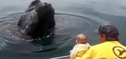 baleine bebe cache cache