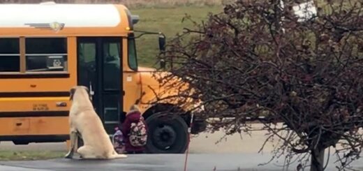 chien attends bus scolaire