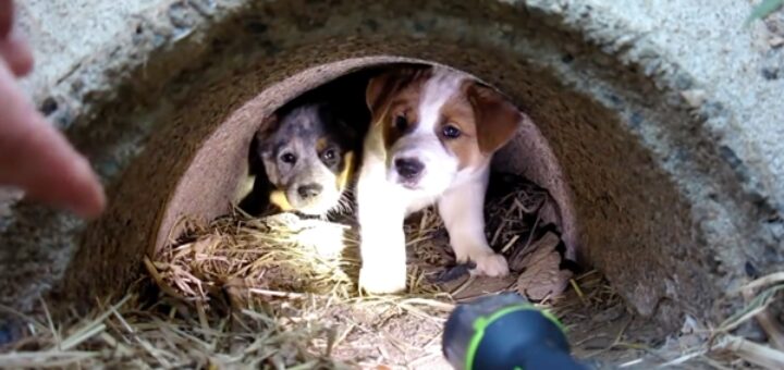 chien mort il sauve ses 3 chiots