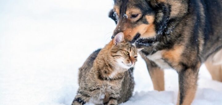 chien traîne chat neige