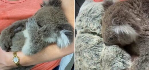 bebe koala reconfort peluche maman