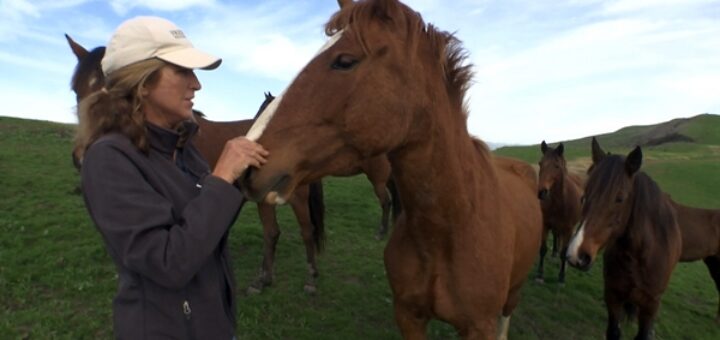 chevaux sauvés refuge