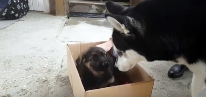 chien husky rencontre berger allemand