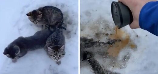 homme sauve trois chats emprisonnés dans la glace