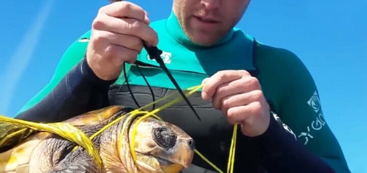 tortue emmêlée ballon plastique