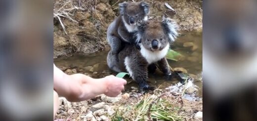 koala curieux