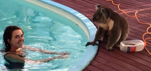 koala piscine jardin