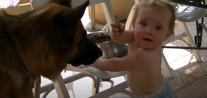 bébé donne manger chien