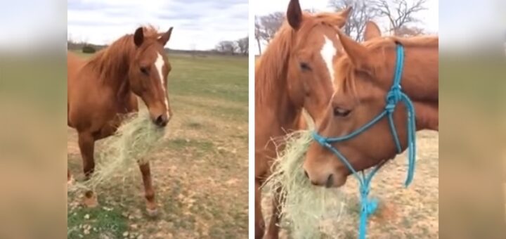 cheval bouquet foin