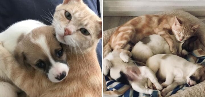 maman chat adopte chiots