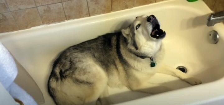 chien colere bain