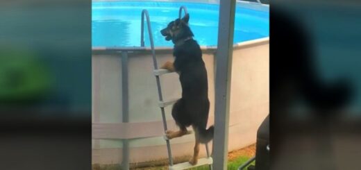 chien berger allemand escalier piscine