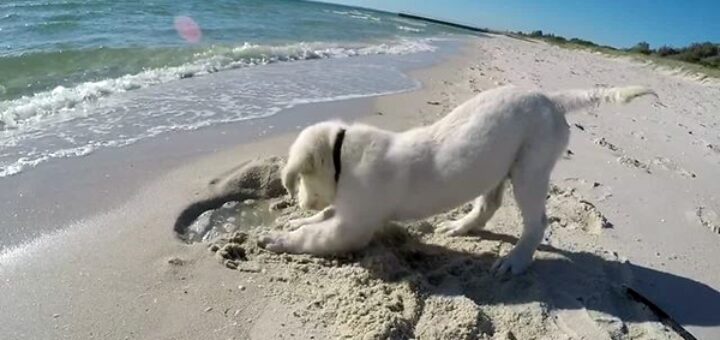 chien golden retriever trou sable plage