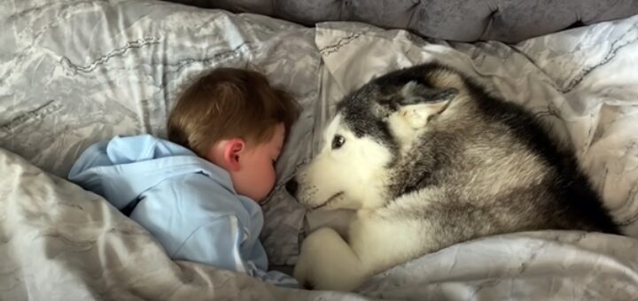 chien husky s'endort avec bébé lit