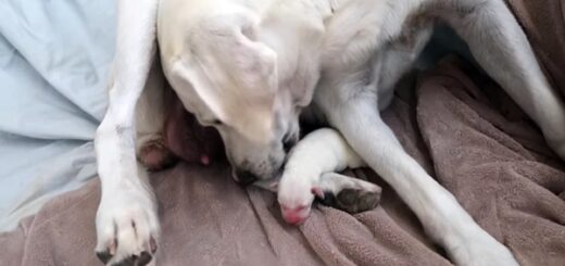 maman chien soin petit chiot