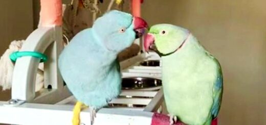 perroquets conversation amoureux
