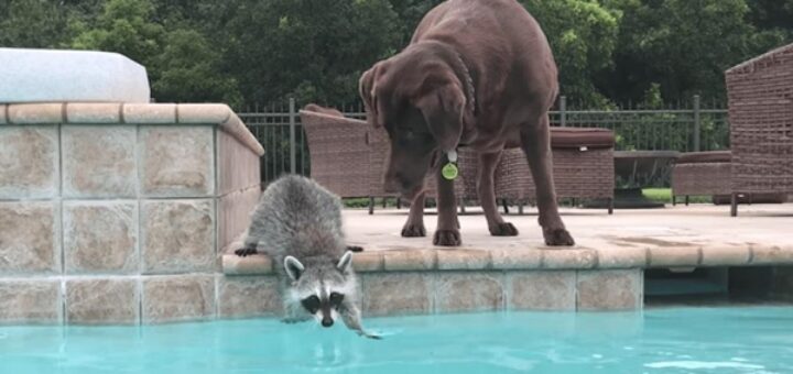 raton laveur chien natation