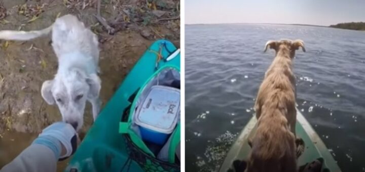 chien abandonné îles déserte