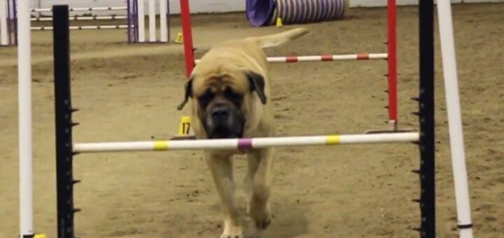 chien bullmastiff concours