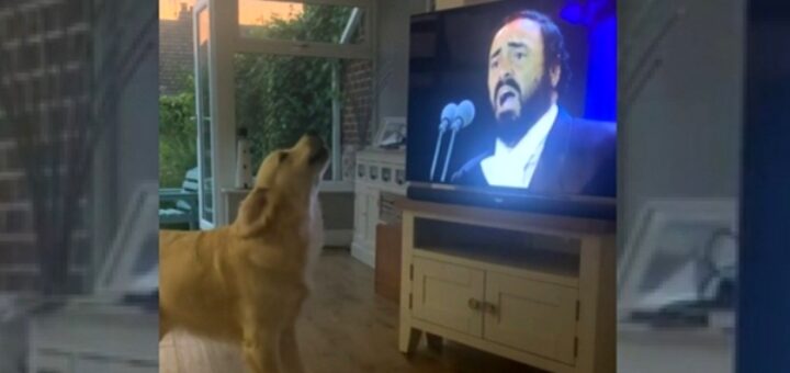 chien chante pavarotti