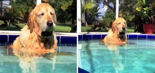 chien détente piscine