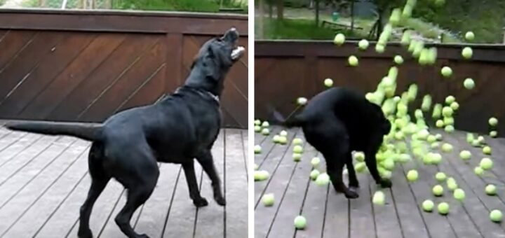 chien surprise balle tennis