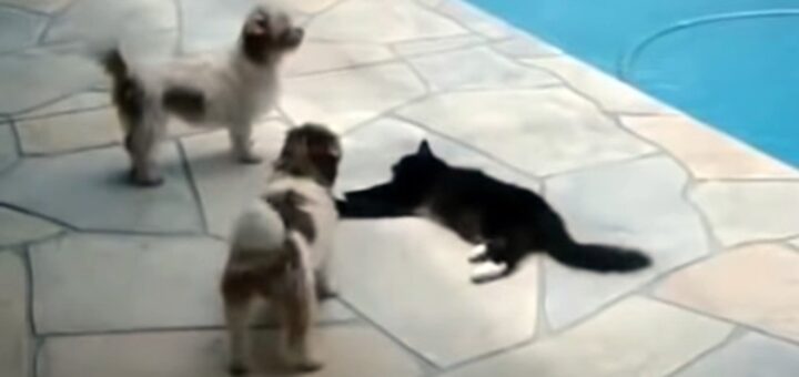 chiens taquinent chat piscine