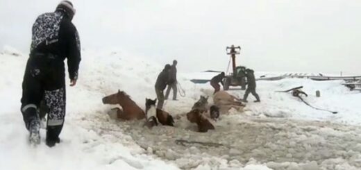 troupeau chevaux étang gelé