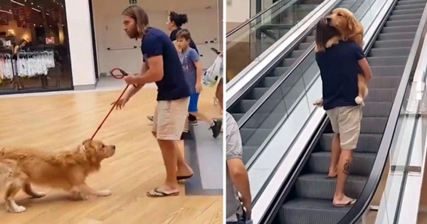 chien golden retriever peur escalator