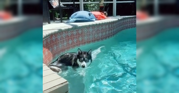 chien husky piscine