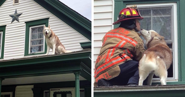 chien toit pompier
